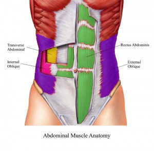 structure des muscles de la sangle abdominale