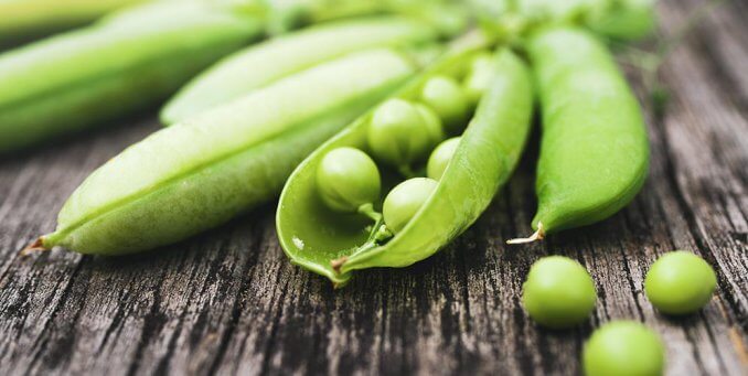 Le boom des protéines de pois