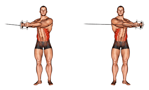 Musculation des abdominaux