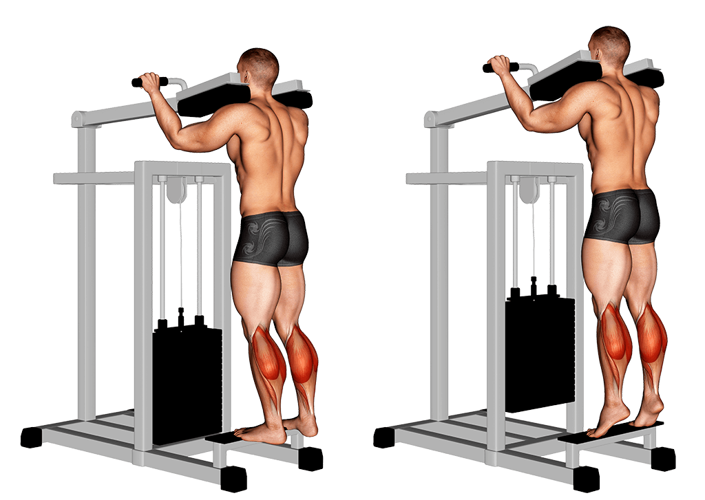 Programme Push Pull Legs 5 Jours Programme Musculation Prise de Masse & Volume Musculaire - Conseils
