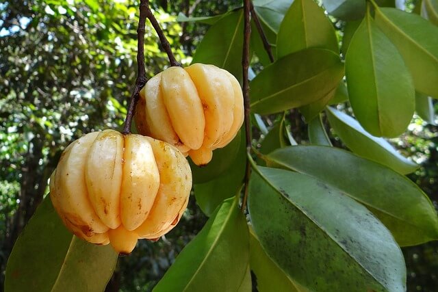 bienfaits du Garcinia Cambogia et du HCA